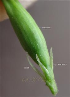  Floral Bud